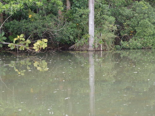 Lago Sandavol (Reserva Nacional Tambopata), Amazon, Peru.
